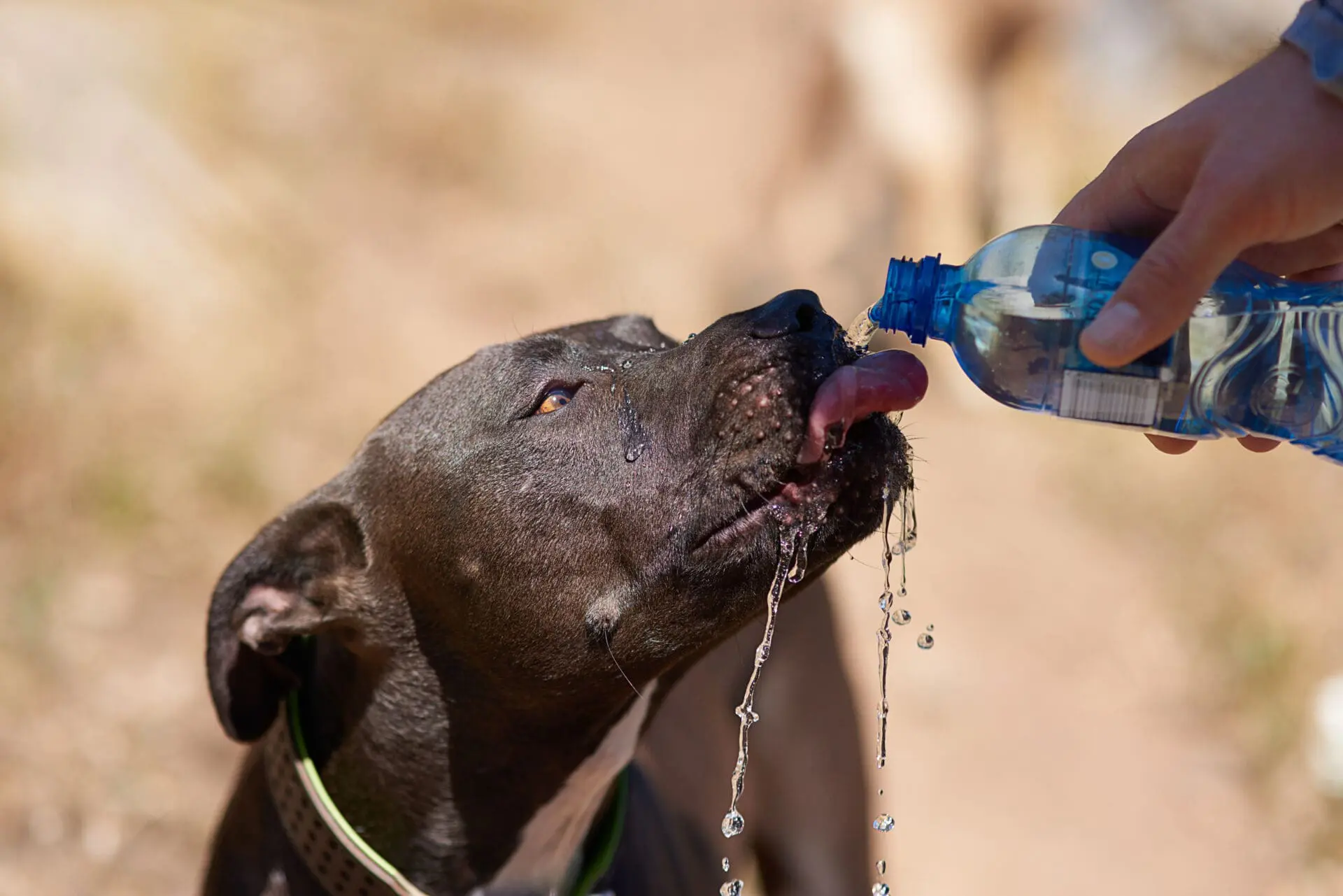 rehydrating dog
