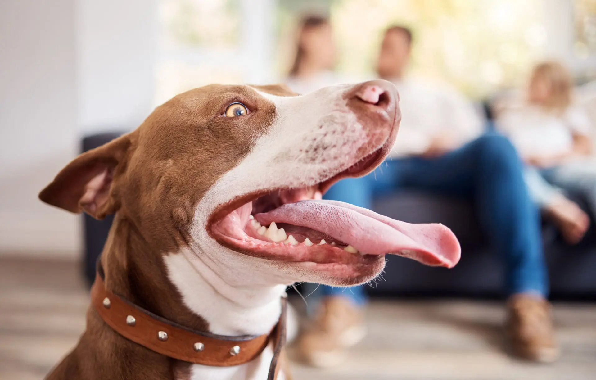 dog panting because of dehydration