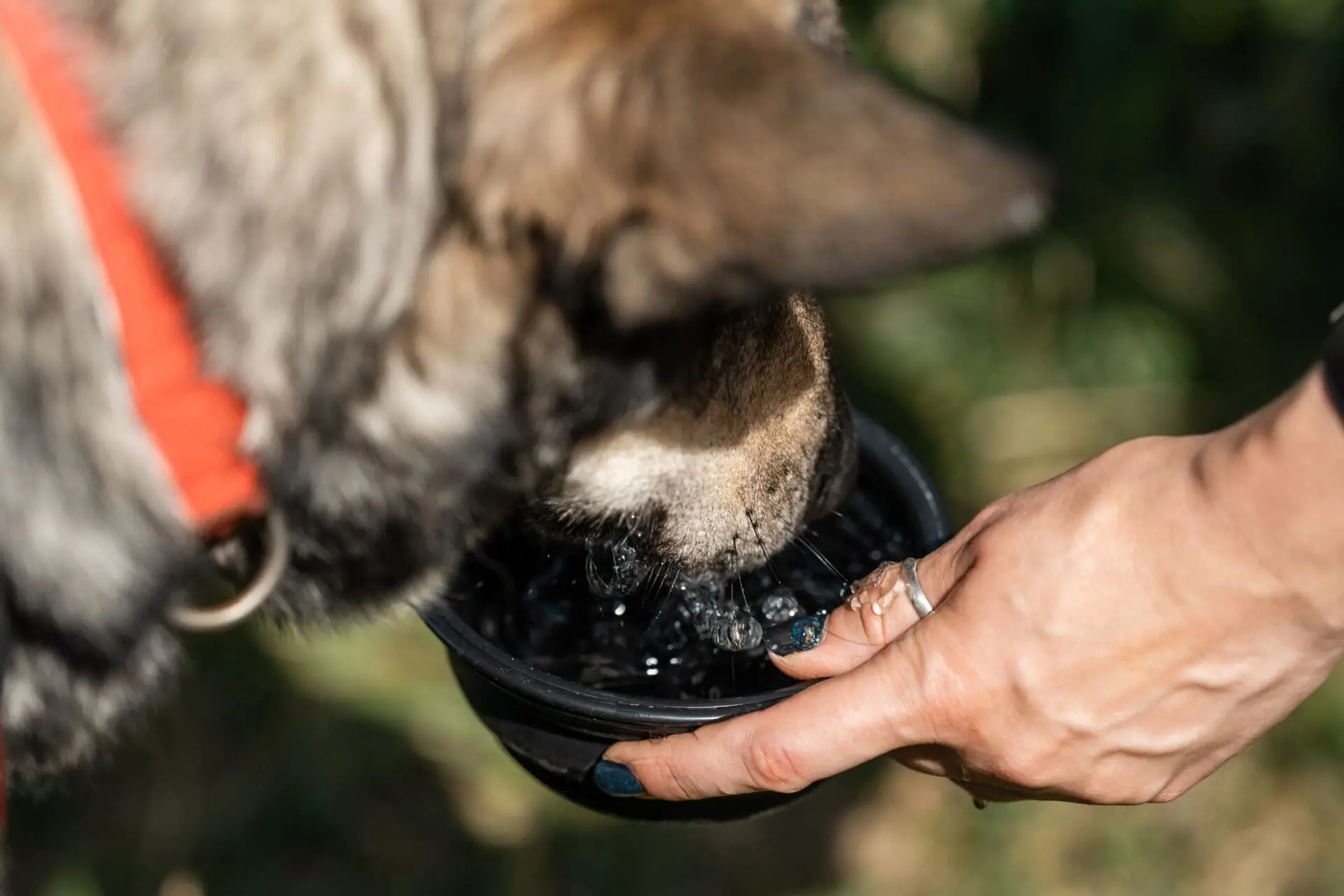 dehydrated dog drinking
