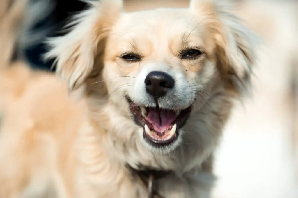 Dog's Tooth Cleaning at Spall and Harvey Animal Hospital 