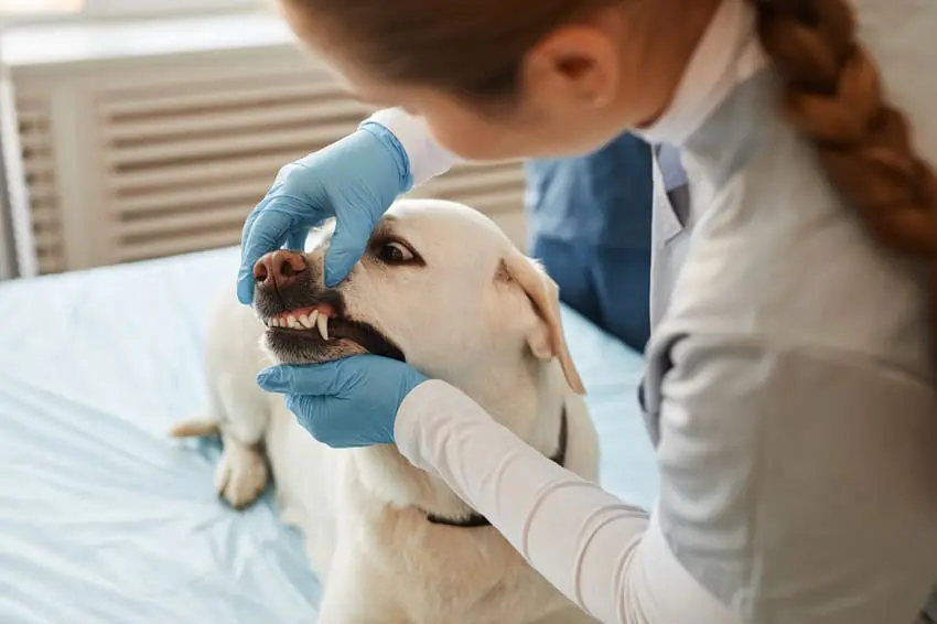 Professional Dog Tooth Cleaning Kelowna