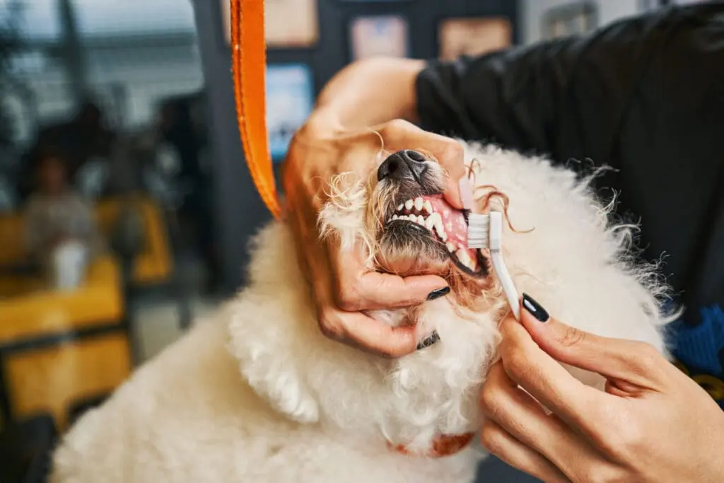 Brushing Dog Teeth