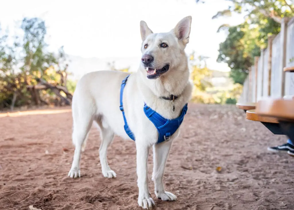 Dog hiking 