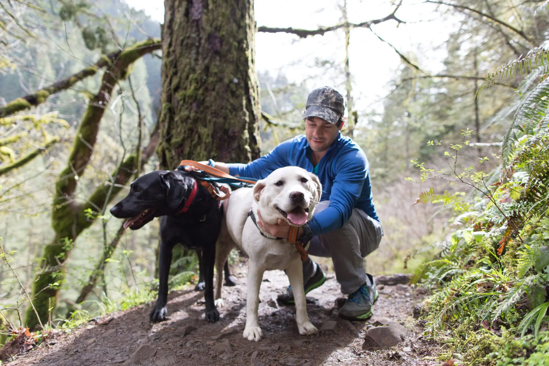 Dog walking trails