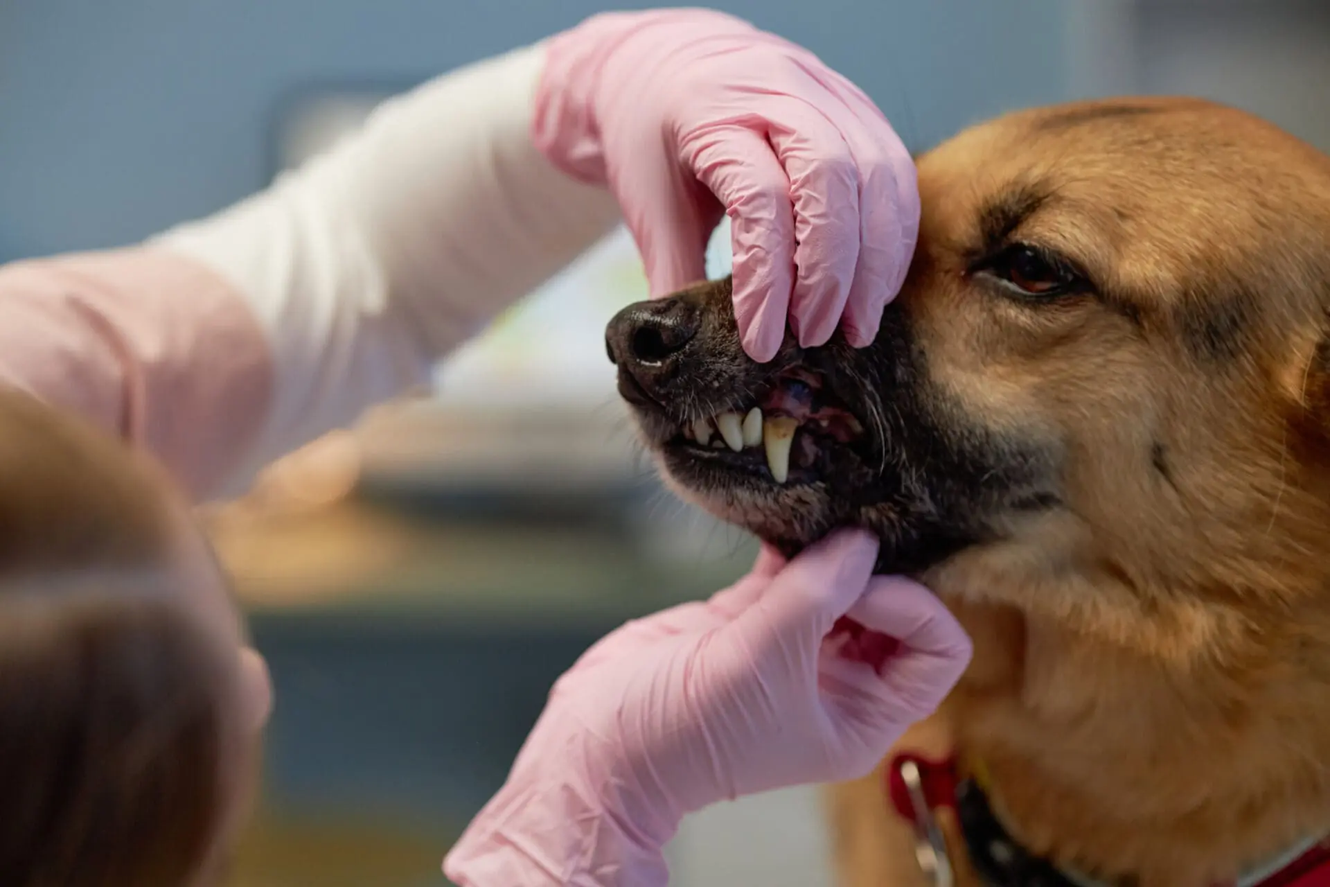A veterinarian wearing pink gloves gently lifting a dog’s lip to inspect its teeth and gums for signs of dental infection or tooth decay.