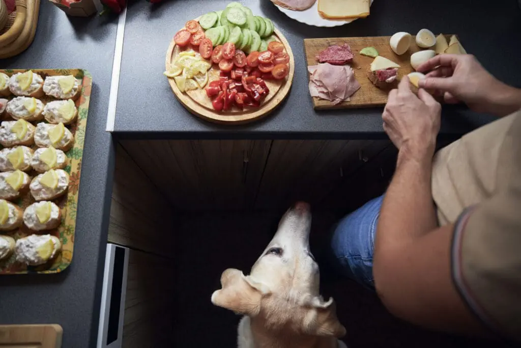 Dog eating veggies 