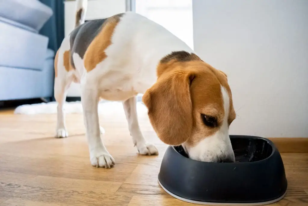 Beagle enjoying homemade dog food 