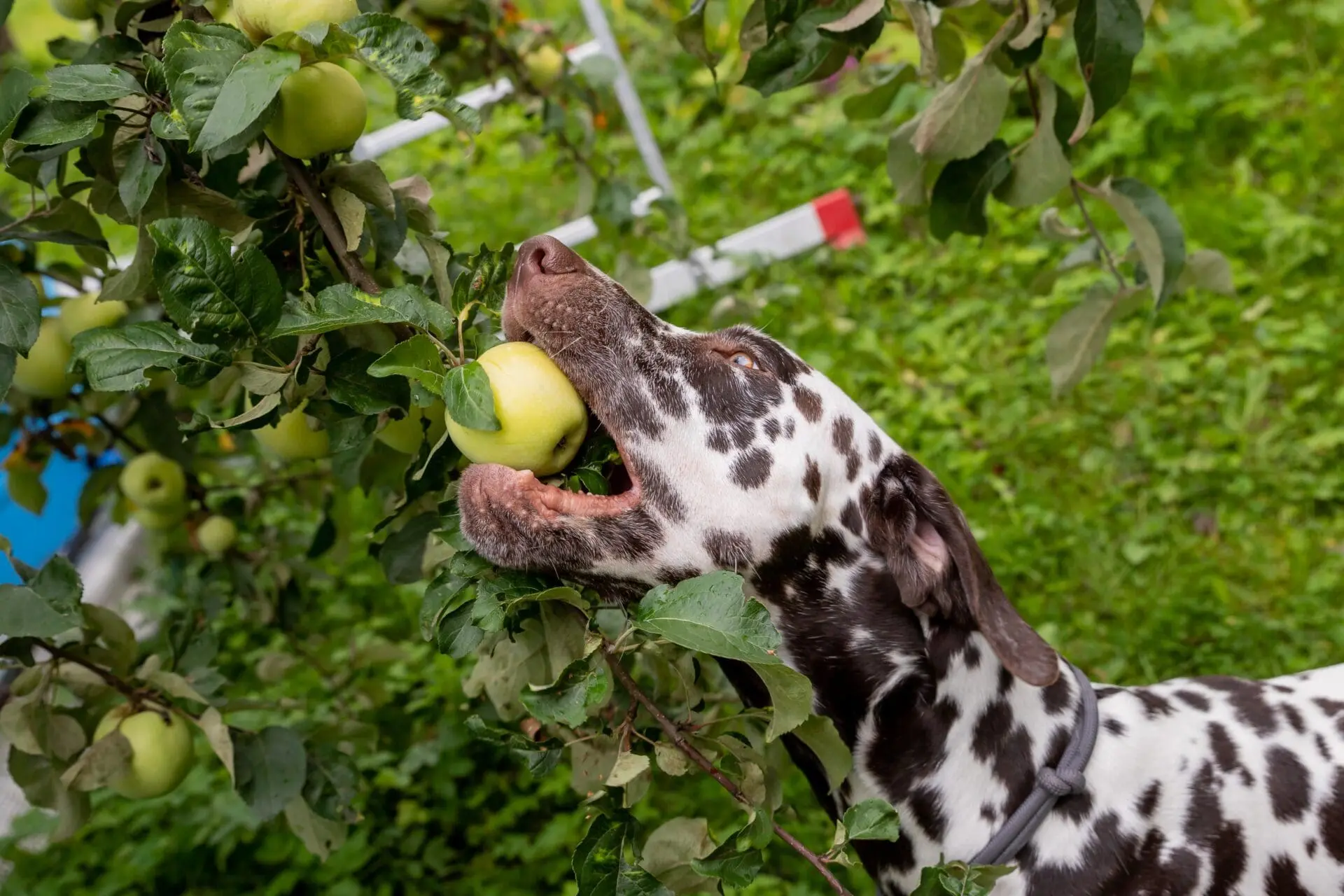 Dalmatian dog eating fruit