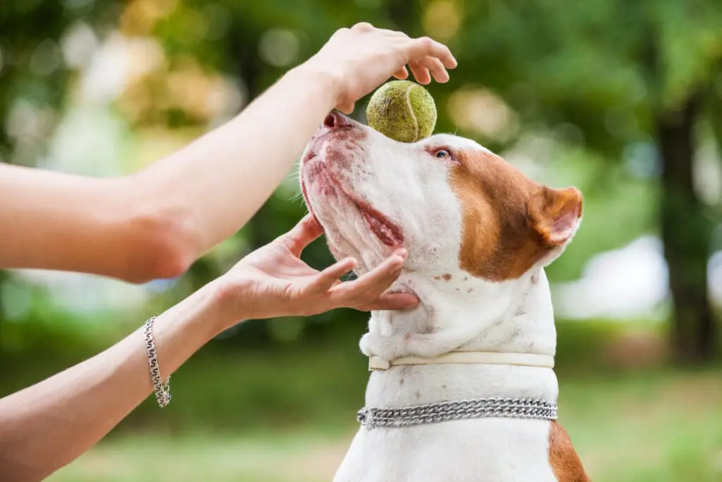 Wellness dog foods and healthy dog
