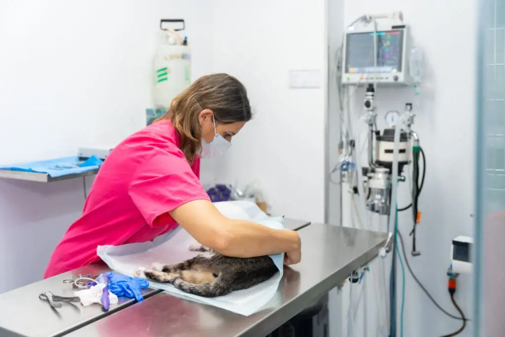 Animal hospital kelowna cat spay