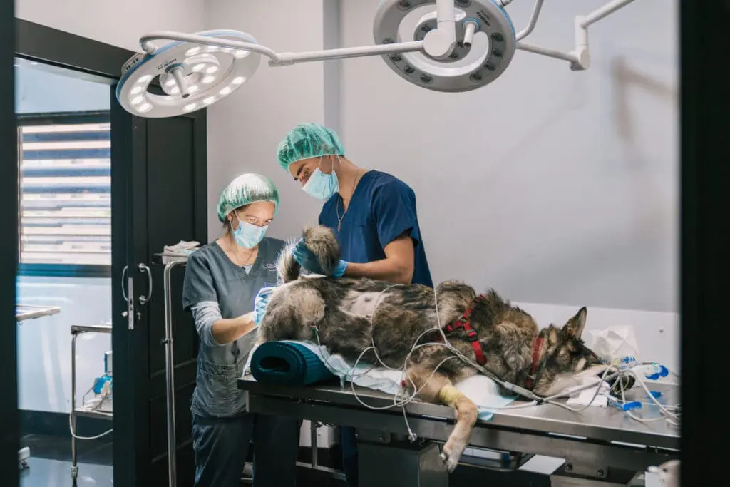 Veterinarians performing spay on dog in veterinary hospital
