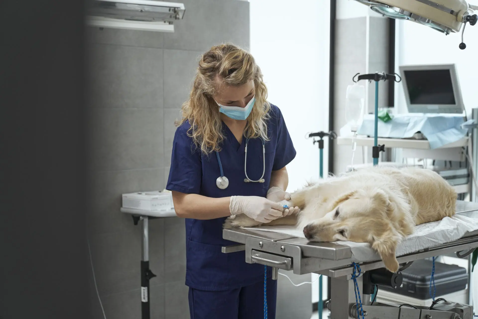 Dog spay by Kelowna veterinarians