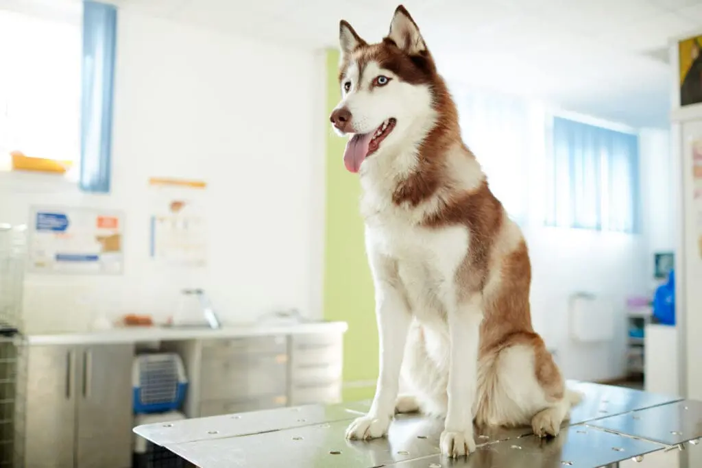 dog at Kelowna emergency vet