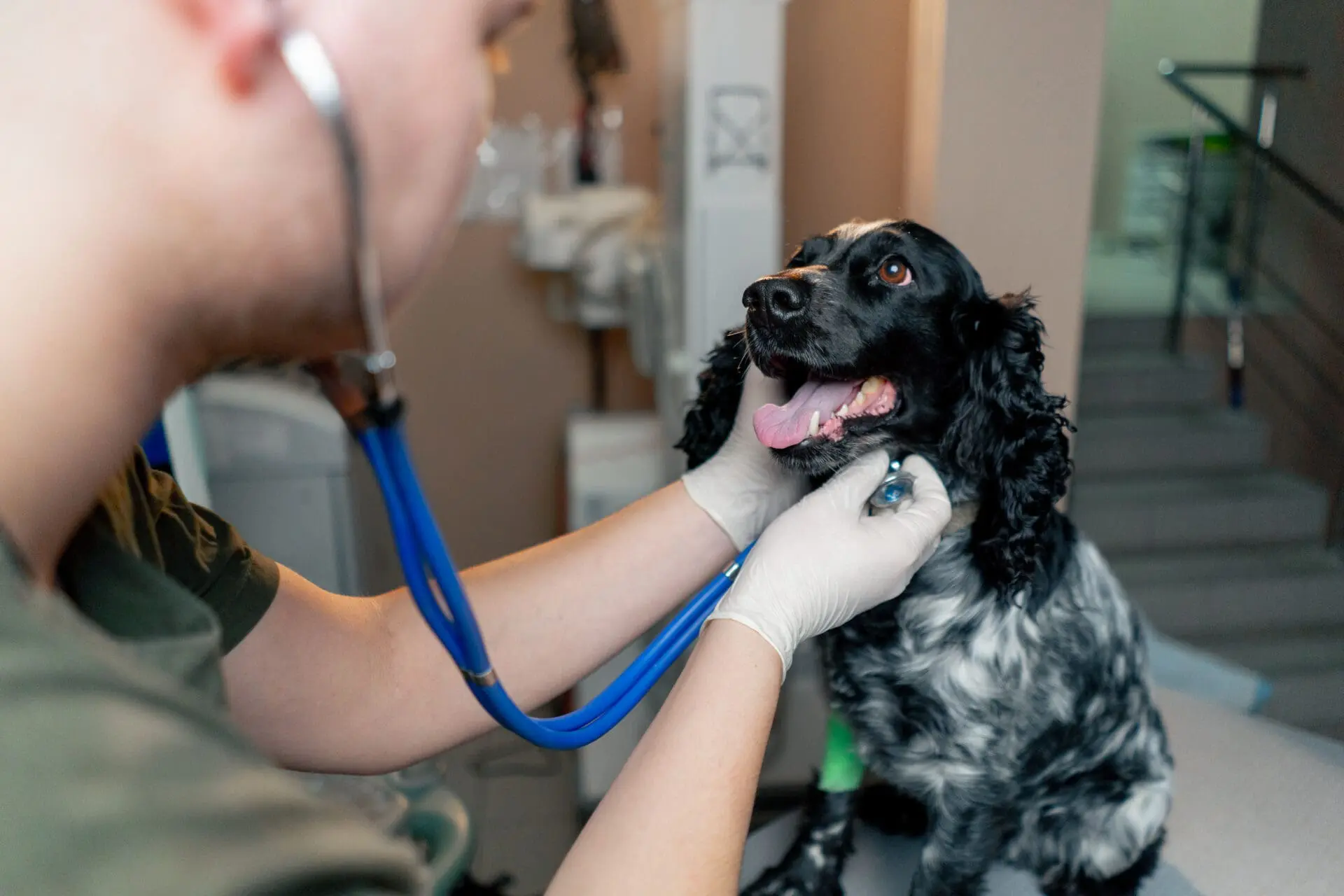 Kelowna emergency vet