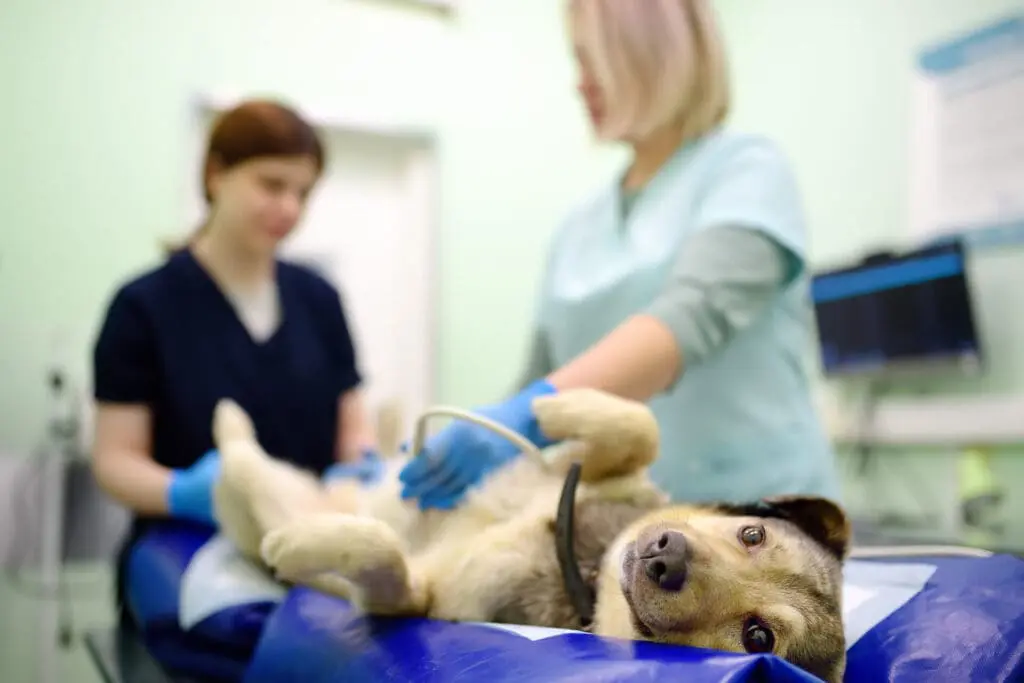 Vet clinic in Kelowna checking dog stitches after spay incision at Spall and Harvey Animal Hospital