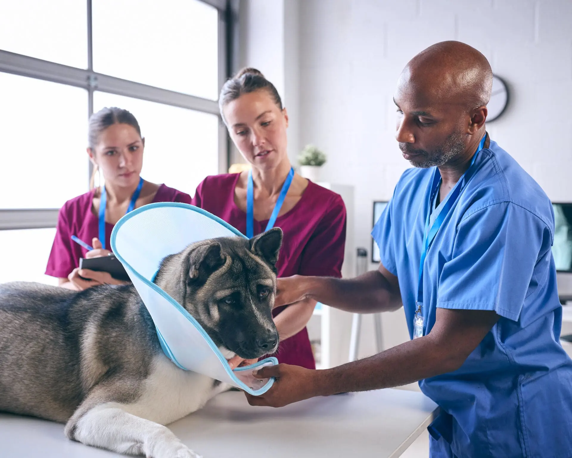 Vet tech checking a dog’s spay incision during a post-op visit in Kelowna