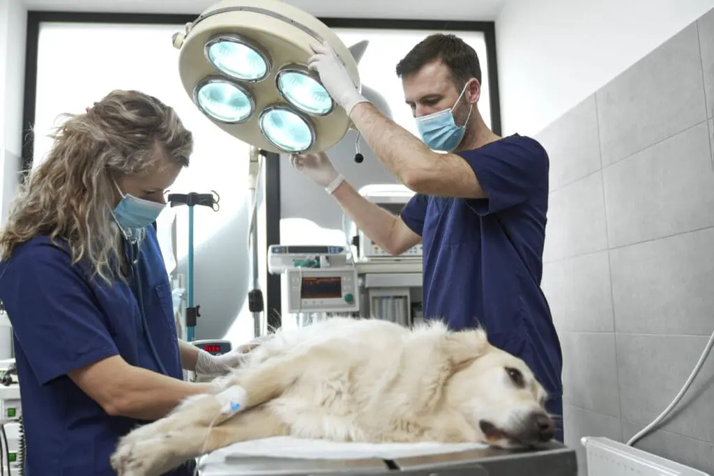 Dog stitches healing stages