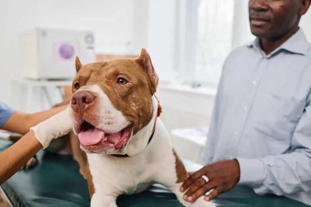 Checking dog for parasites in Kelowna Vet