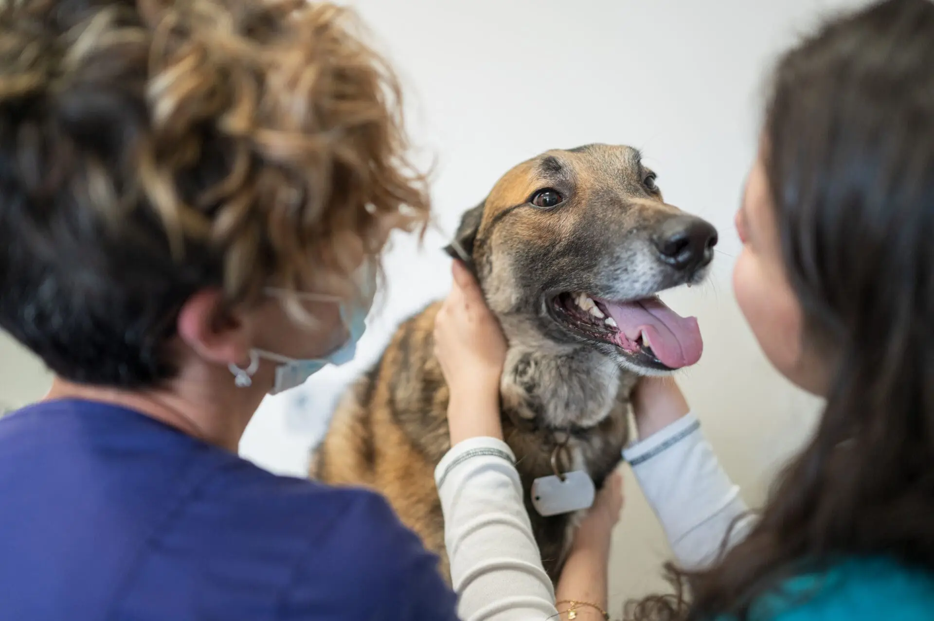Kelowna vet clinic examines dog for parasites