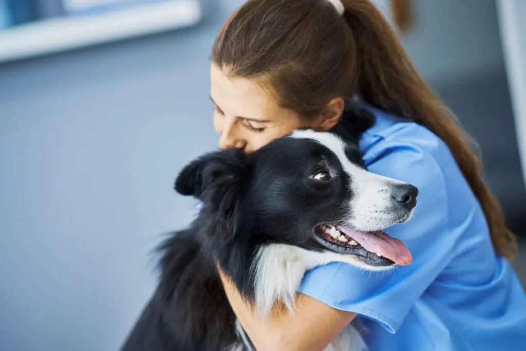 veterinarian examining a dog at a vet clinic in kelowna