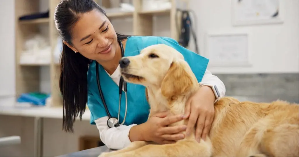 dog visiting veterinary clinic kelowna