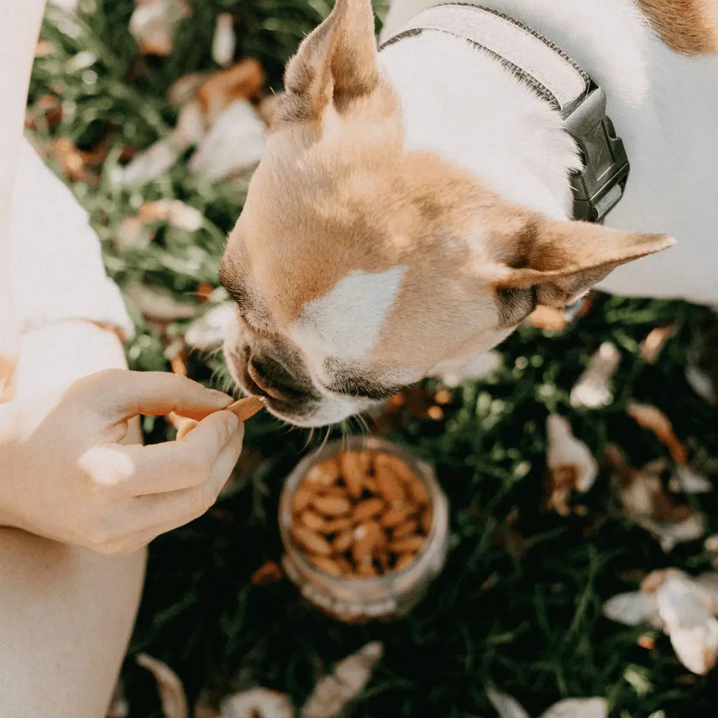 healthy treats for dogs at home