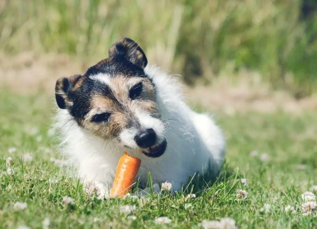 Dog eating carrot on Kelowna lawn