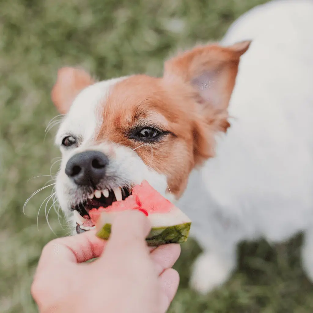 fresh fruits and dog safe vegetables that are healthy for dogs in moderation