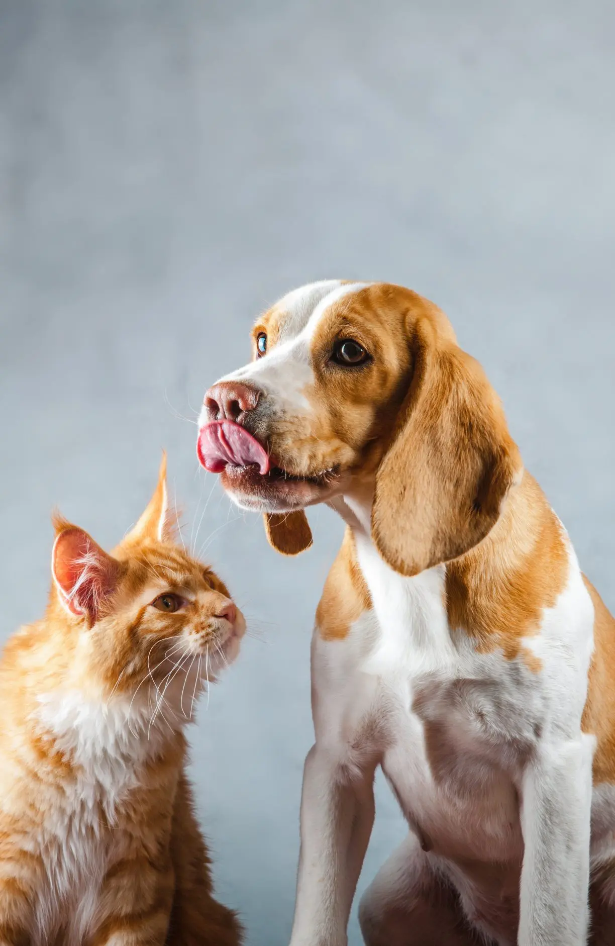 Dog and cat looking at each other and posing for picture
