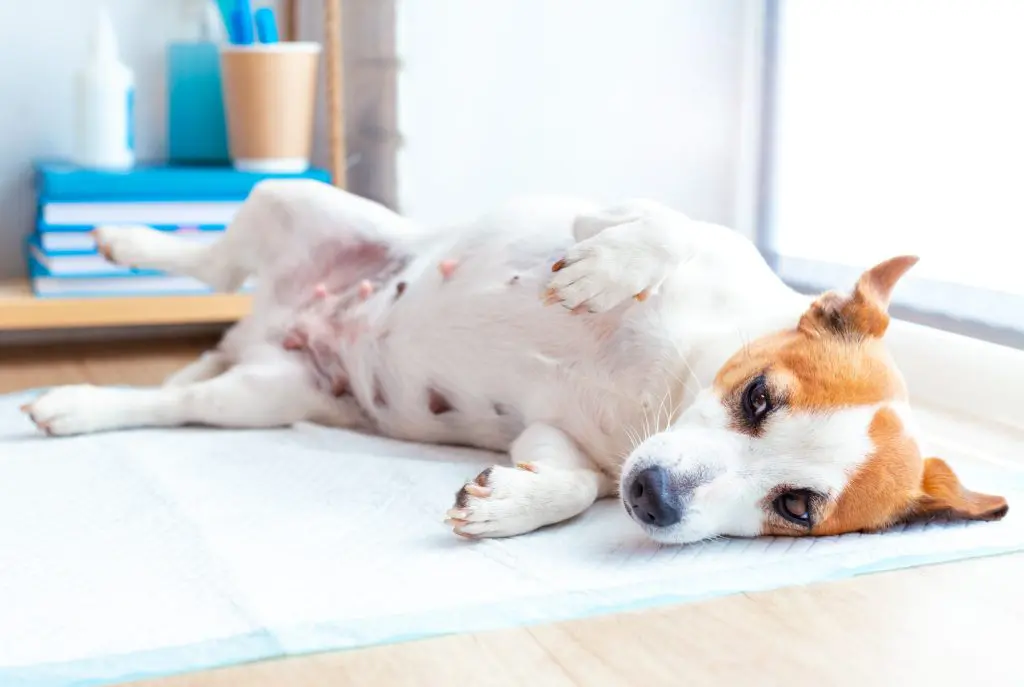 At-Home Dog Spay Incision Care