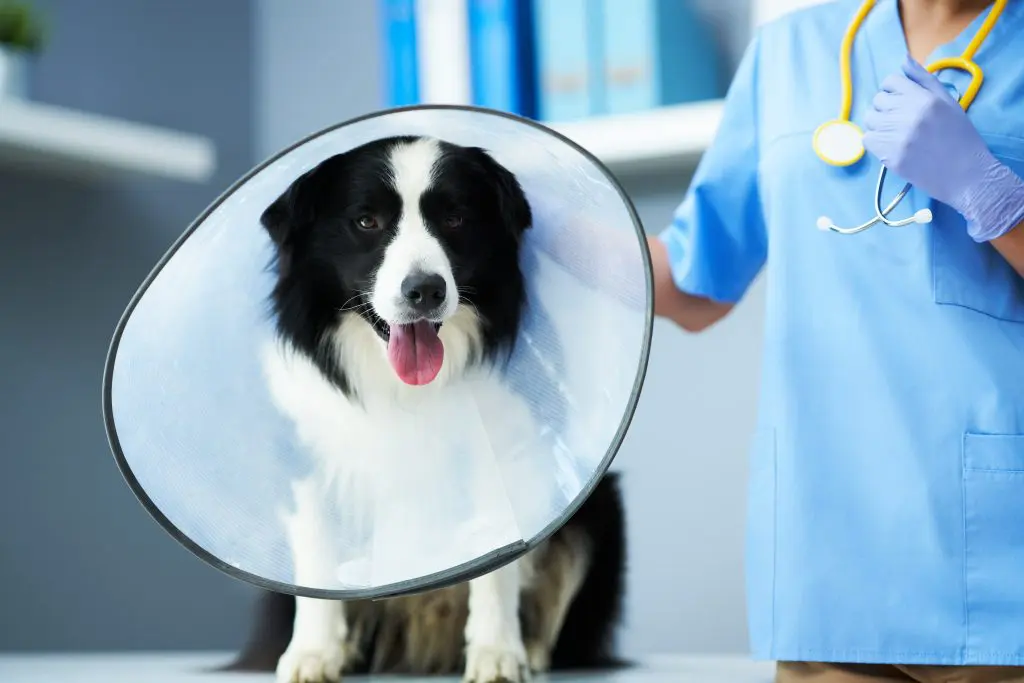Dog spay process kelowna vet clinic