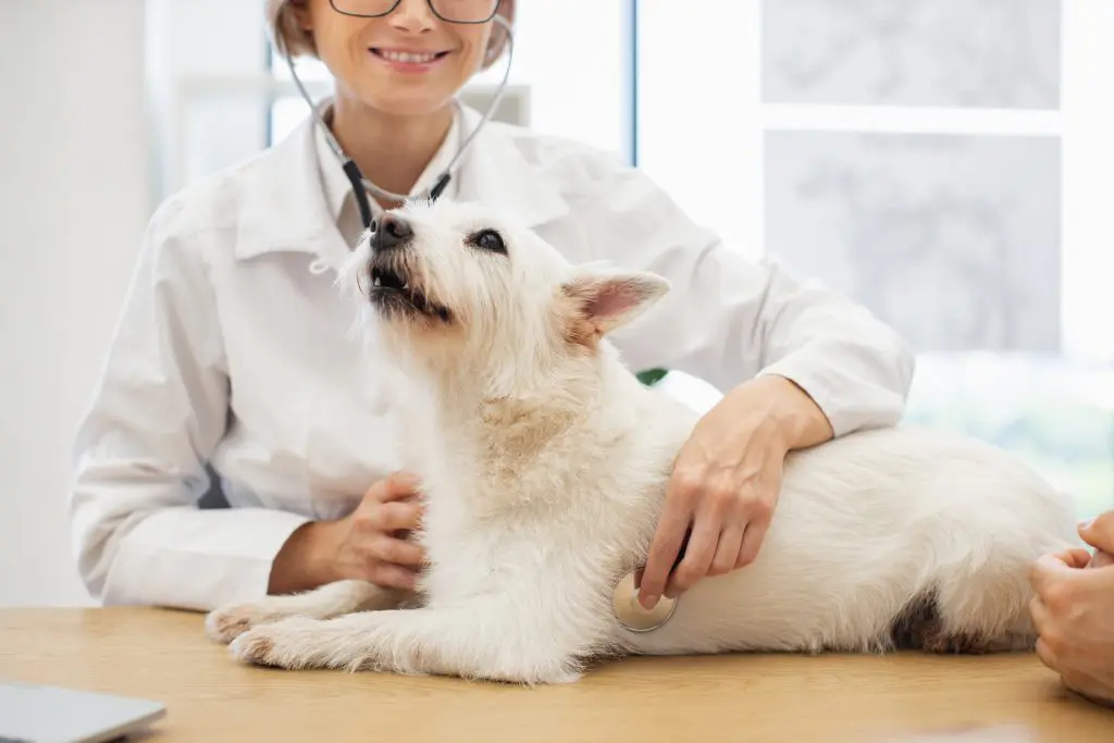Dog screened for parasites by Kelowna Vet