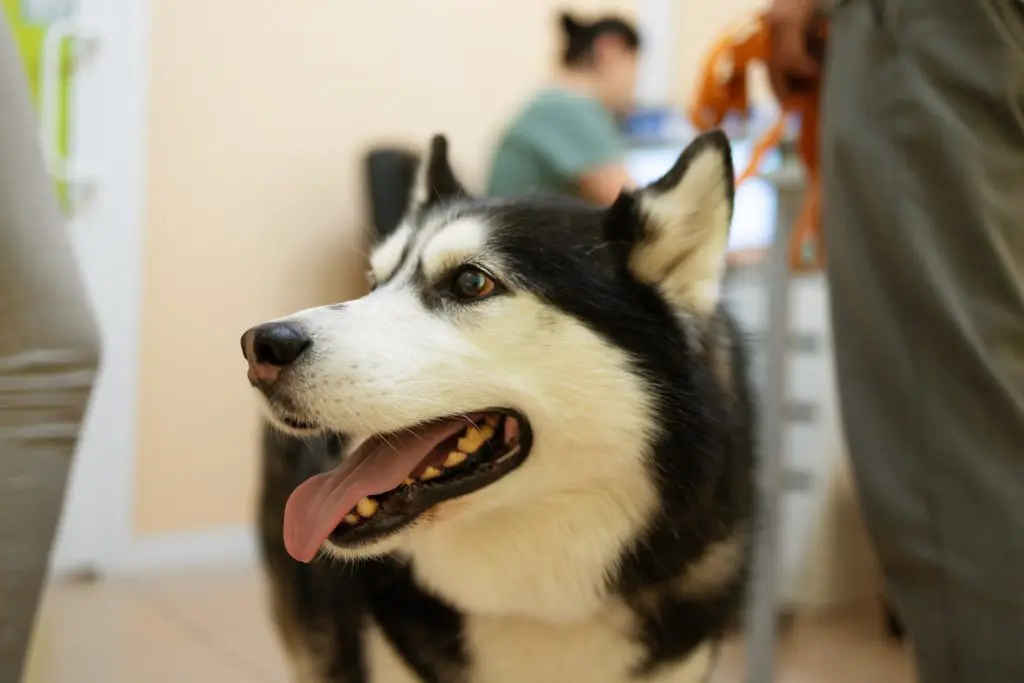 Dog vet exam in Kelowna