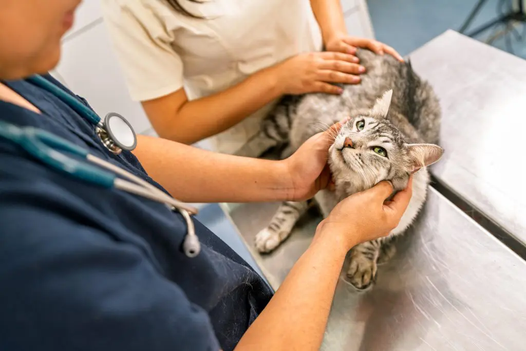 Cat parasite check with kelowna vets