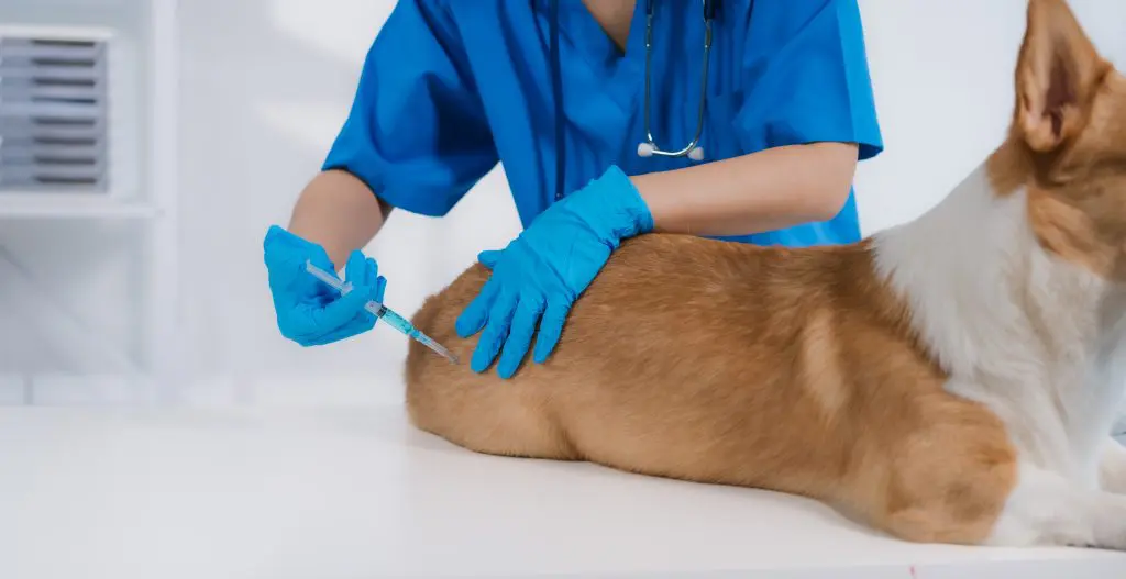 Dog vaccination Kelowna clinic