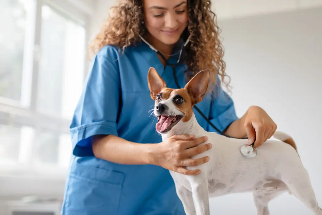 Vet checkup with Dog