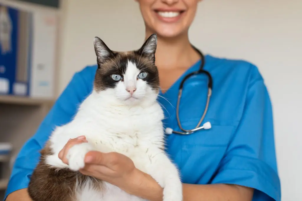Kelowna veterinarian examines cat