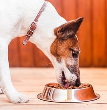 dog food consulting service kelowna