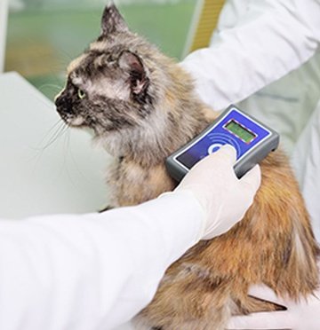 cat checkup kelowna