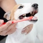 Vet performing animal dentistry on dog