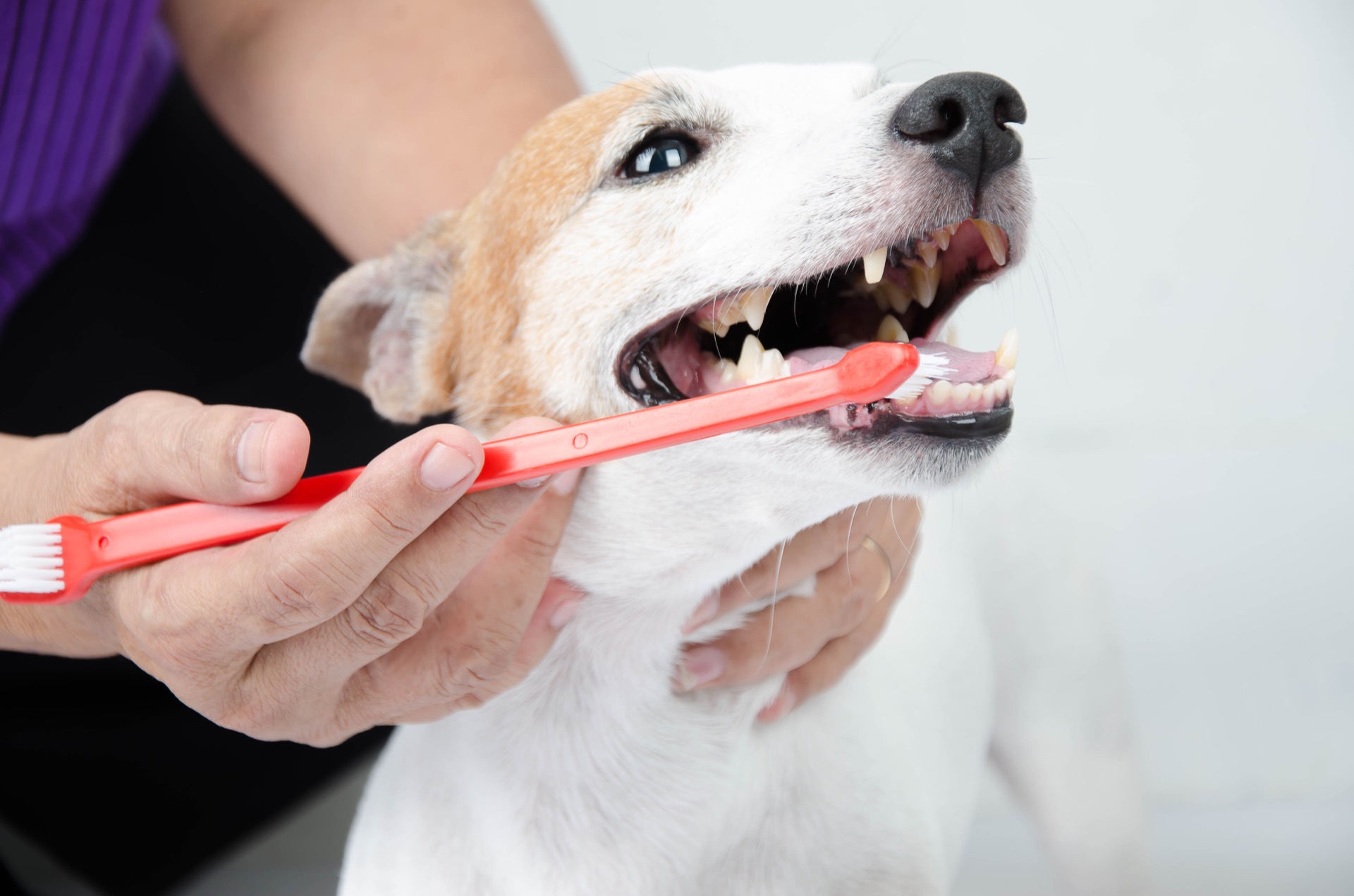 What Is Animal Dentistry? Spall & Harvey Animal Hospital