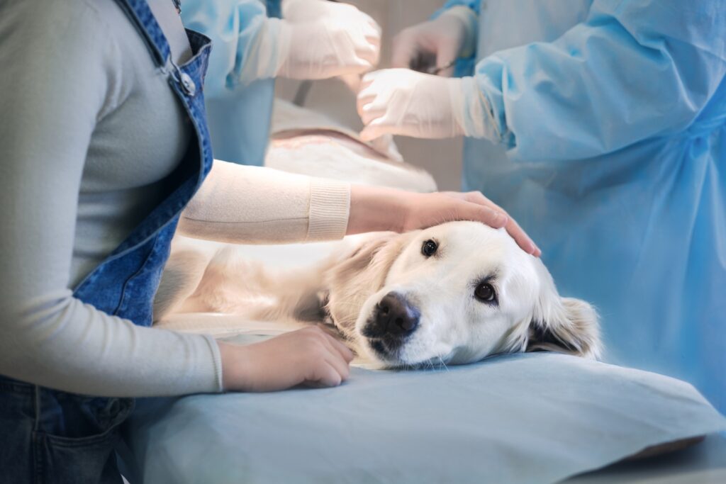 Golden retriever being treated at emergency pet hospital