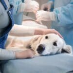 Golden retriever being treated at emergency pet hospital