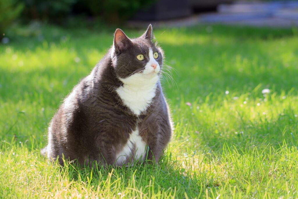 Read more on Is Your Cat Overweight? These Are Some Clear Signs They Are
