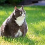 Obese cat sitting in grass