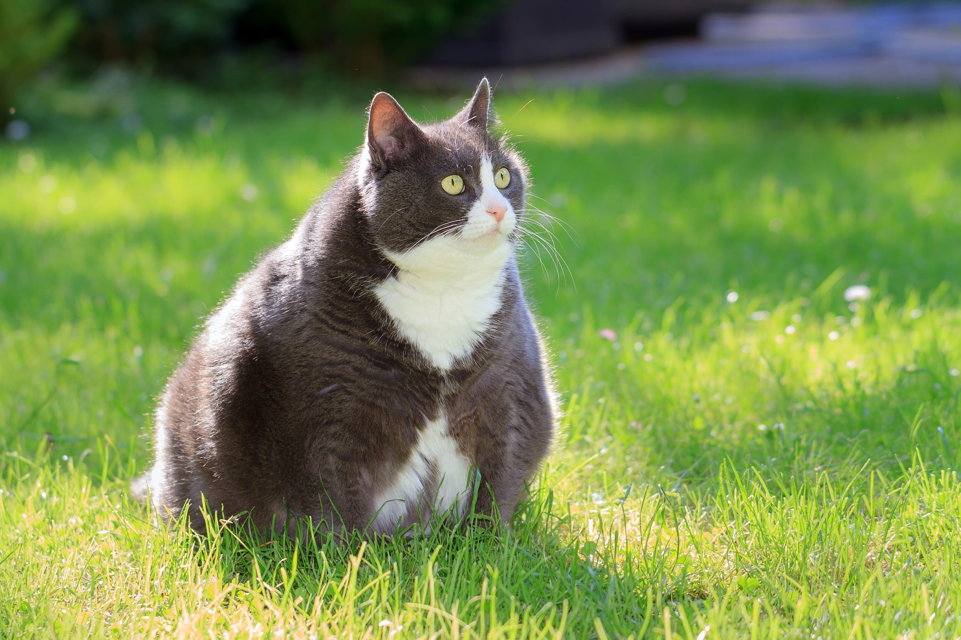 Is Your Cat Overweight? These Are Some Clear Signs They Are