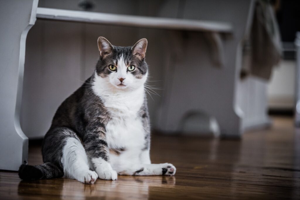 Obese cat sitting on floor