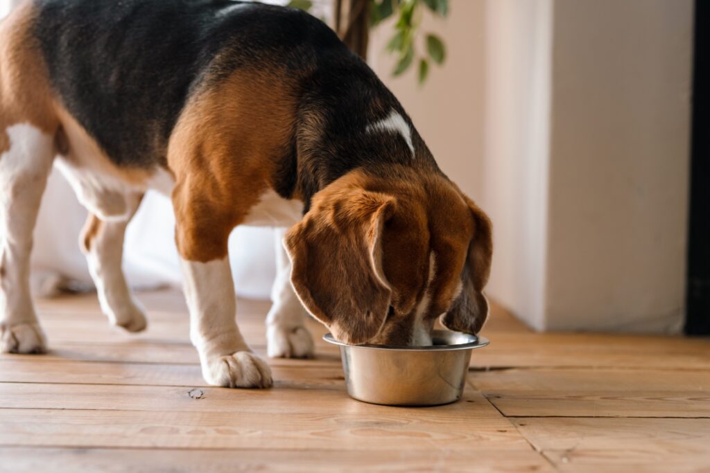 Beagle eating food that's good for them
