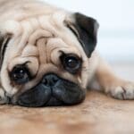 Pug with dog tumour
