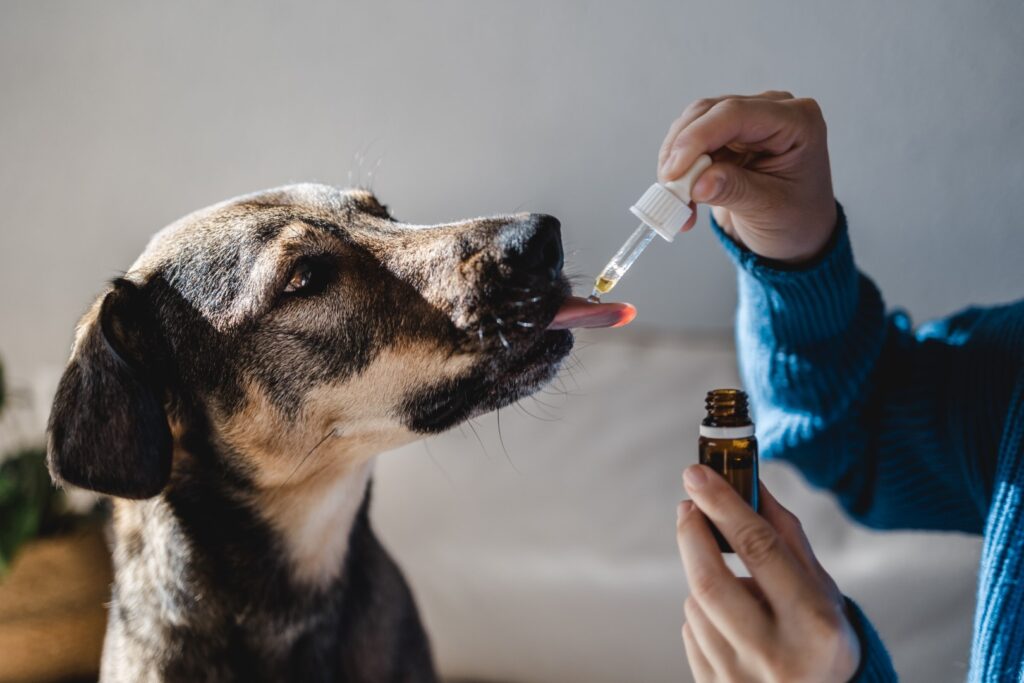 Dog being treated with medication